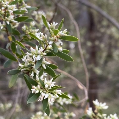 Styphelia mutica, photographed by prossington
