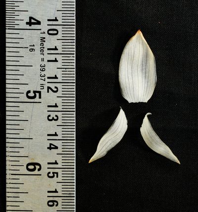 Zingiber anamalayanum, photographed by S.MORE