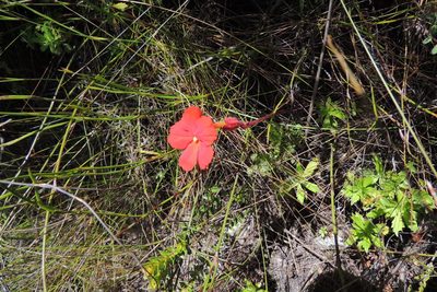 Harveya stenosiphon, photographed by jillblignaut
