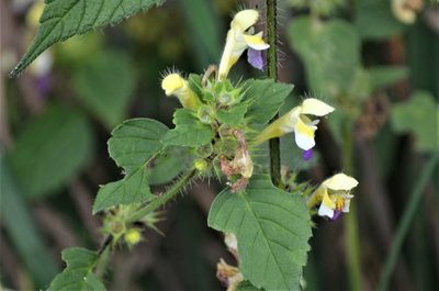Galeopsis speciosa, photographed by E. A.