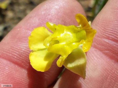 Ceratandra bicolor, photographed by Chris Vynbos