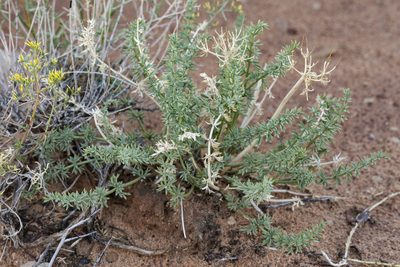 Lomatium parryi, photographed by Cecelia Alexander