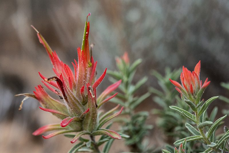 Castilleja scabrida, photographed by Cecelia Alexander