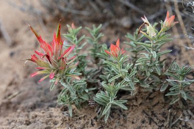 Castilleja scabrida, photographed by Cecelia Alexander