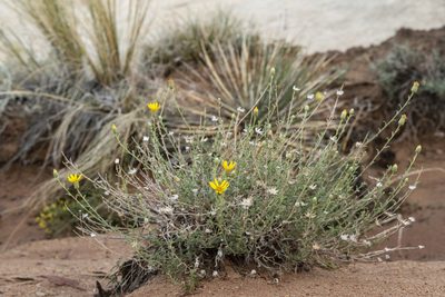Heterotheca polothrix, photographed by Cecelia Alexander