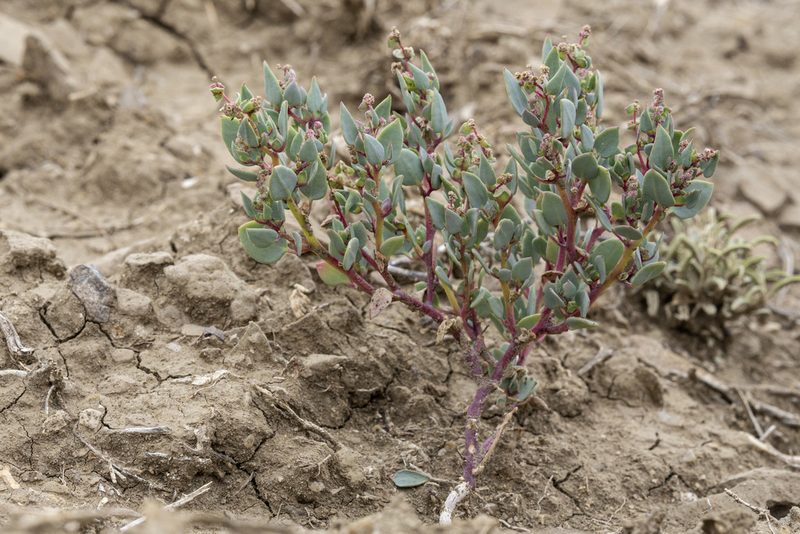 Proatriplex pleiantha, photographed by Cecelia Alexander