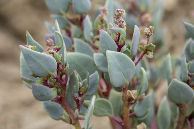 Proatriplex pleiantha, photographed by Cecelia Alexander
