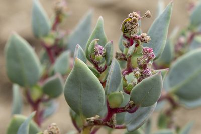 Proatriplex pleiantha, photographed by Cecelia Alexander