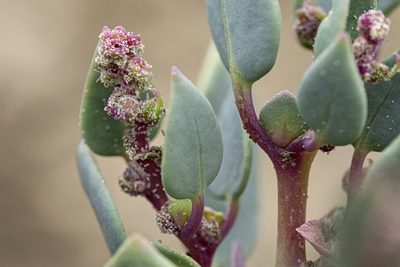 Proatriplex pleiantha, photographed by Cecelia Alexander