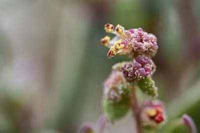 Proatriplex pleiantha, photographed by Cecelia Alexander