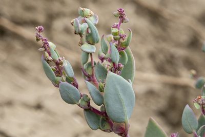 Proatriplex pleiantha, photographed by Cecelia Alexander