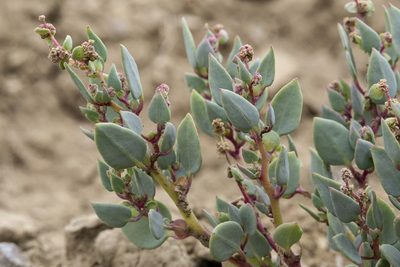 Proatriplex pleiantha, photographed by Cecelia Alexander