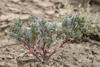 Proatriplex pleiantha, photographed by Cecelia Alexander