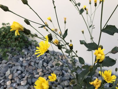Hieracium sabaudum, photographed by Pavel Kacl