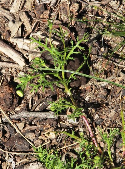 Cotula bipinnata, photographed by Tony Rebelo