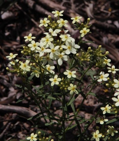 Polycarena capensis, photographed by Tony Rebelo