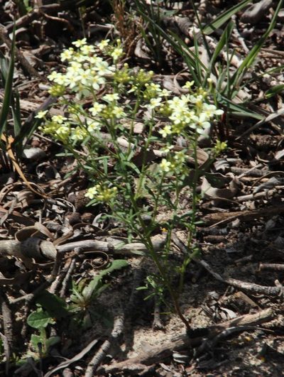 Polycarena capensis, photographed by Tony Rebelo