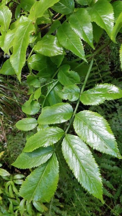 Sambucus lanceolata, photographed by Vítor Jorge