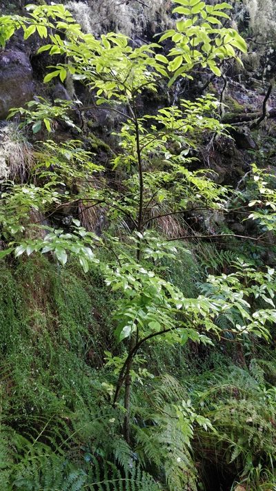 Sambucus lanceolata, photographed by Vítor Jorge