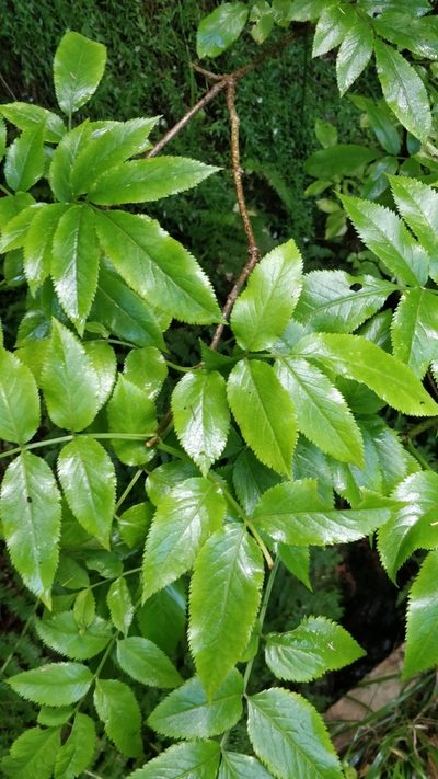 Sambucus lanceolata, photographed by Vítor Jorge
