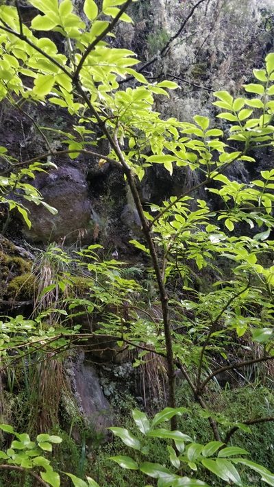 Sambucus lanceolata, photographed by Vítor Jorge