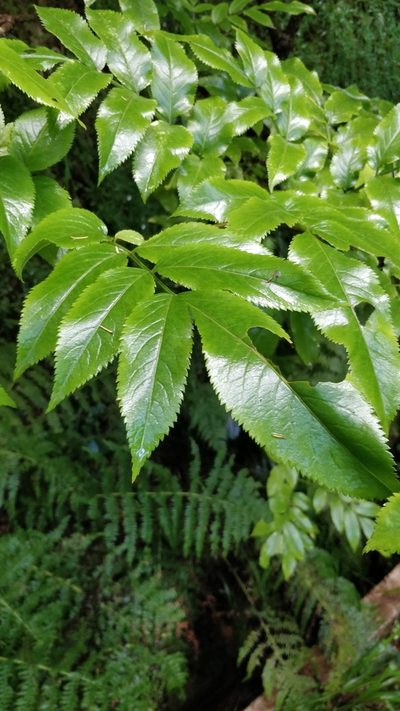 Sambucus lanceolata, photographed by Vítor Jorge