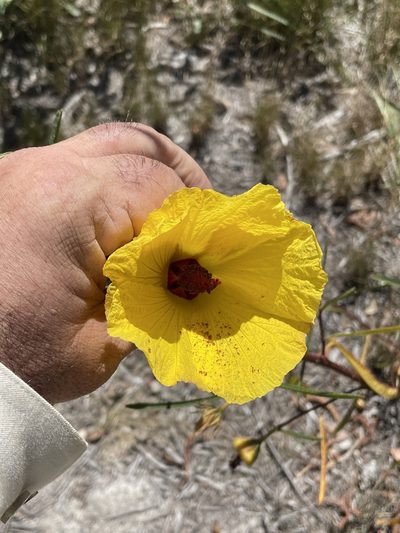 Sabdariffa divaricata, photographed by Tony Eales