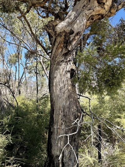 Melaleuca cheelii, photographed by Tony Eales