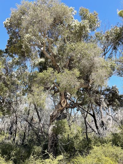 Melaleuca cheelii, photographed by Tony Eales