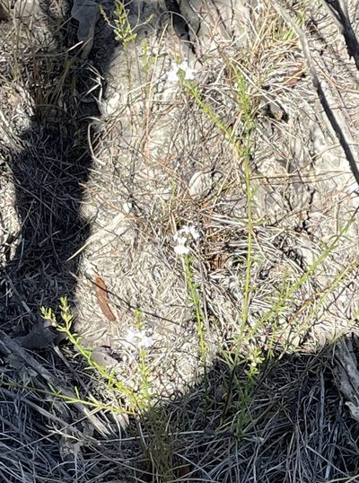 Westringia tenuicaulis, photographed by Tony Eales