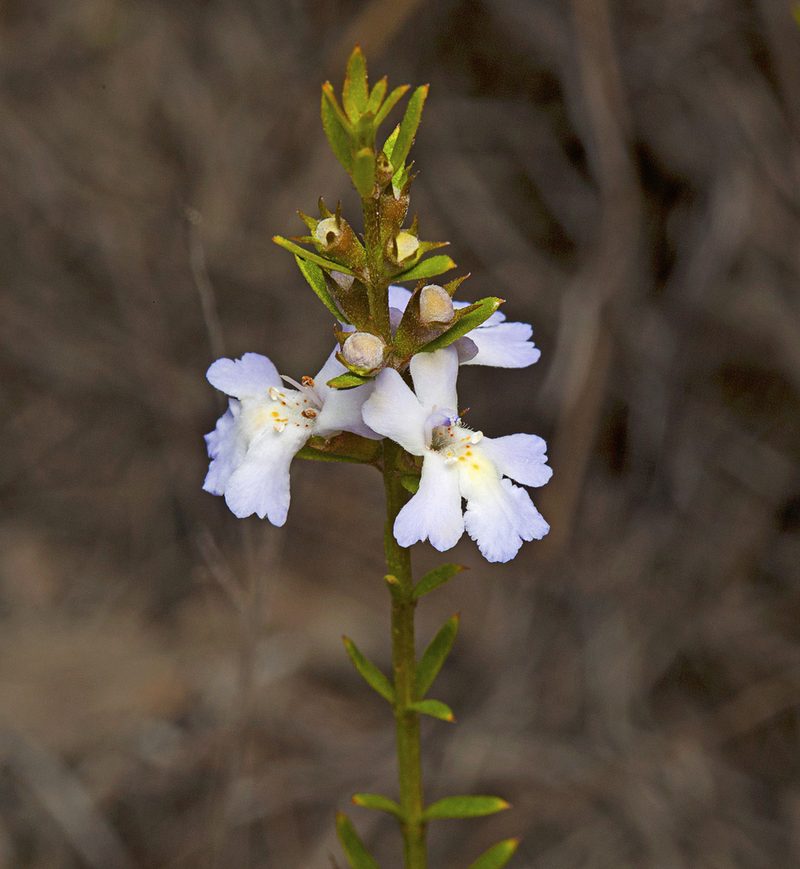 Westringia tenuicaulis, photographed by Tony Eales
