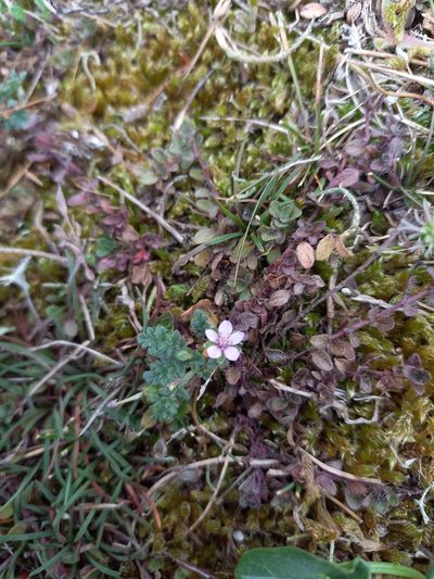 Erodium lebelii, photographed by Jean-Silouane Rebours