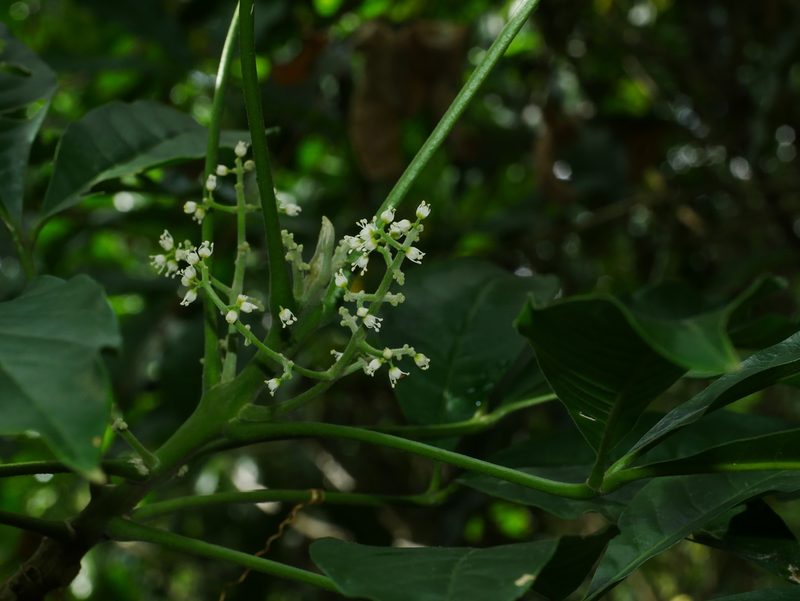 Melicope semecarpifolia, photographed by Jacy Chen