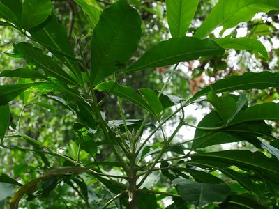 Melicope semecarpifolia, photographed by Jacy Chen