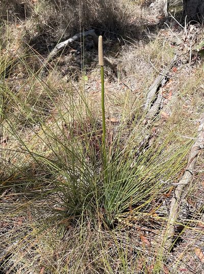 Xanthorrhoea fulva, photographed by Tony Eales