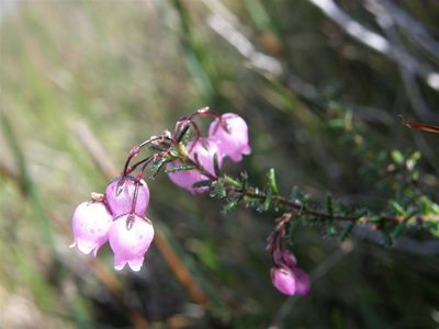 Erica carduifolia, photographed by Klaus Wehrlin
