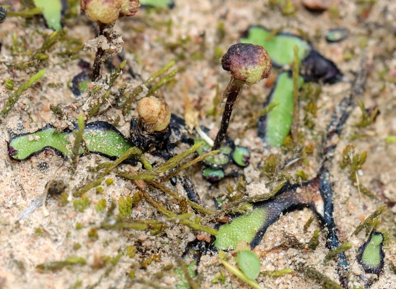 Asterella marginata, photographed by Cecile Roux