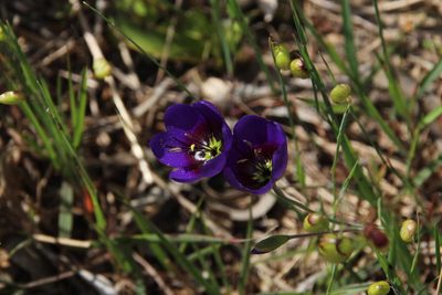 Geissorhiza monanthos, photographed by Tony Rebelo