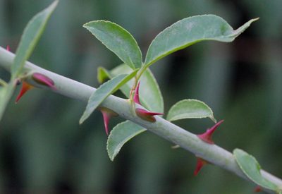 Rosa laevigata, photographed by Agnes Trekker