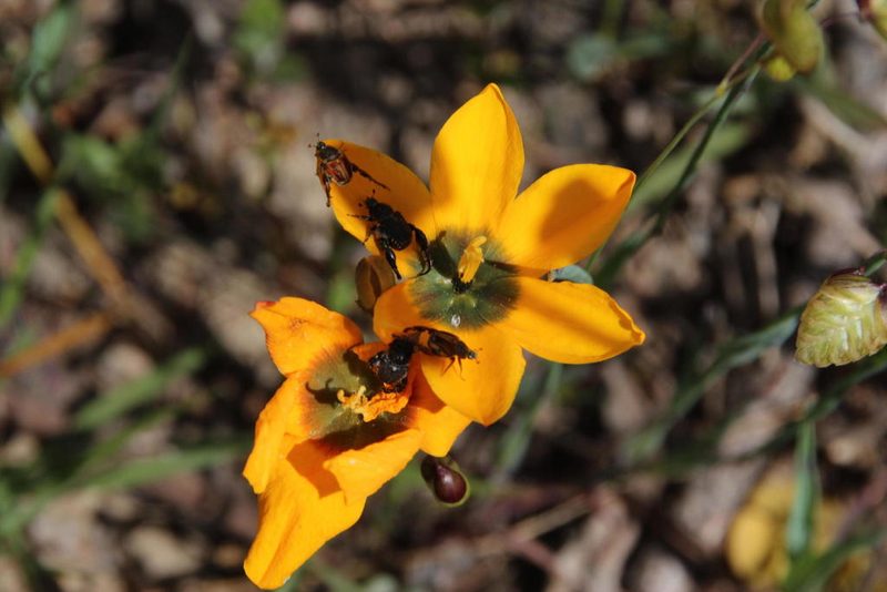 Ixia curta, photographed by Tony Rebelo