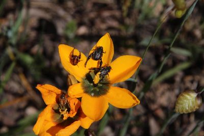 Ixia curta, photographed by Tony Rebelo
