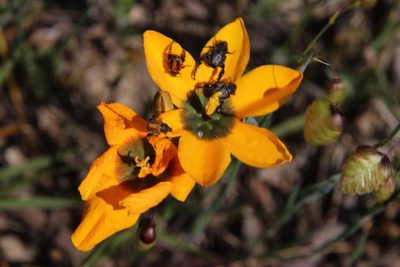 Ixia curta, photographed by Tony Rebelo