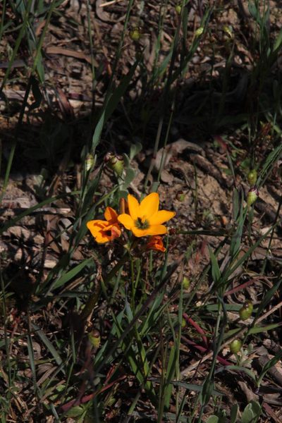 Ixia curta, photographed by Tony Rebelo