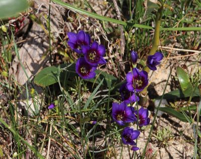 Geissorhiza monanthos, photographed by Tony Rebelo
