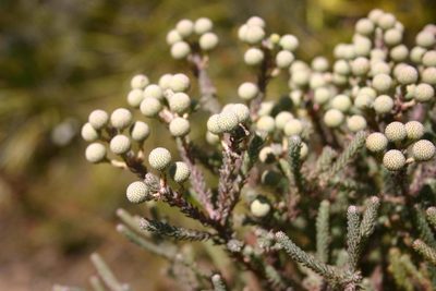 Berzelia burchellii, photographed by jillblignaut