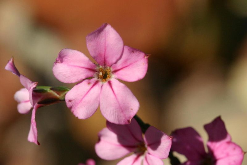 Acmadenia nivenii, photographed by jillblignaut