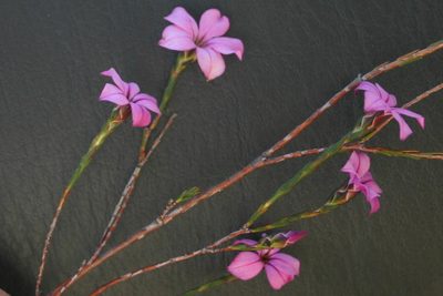 Acmadenia nivenii, photographed by jillblignaut