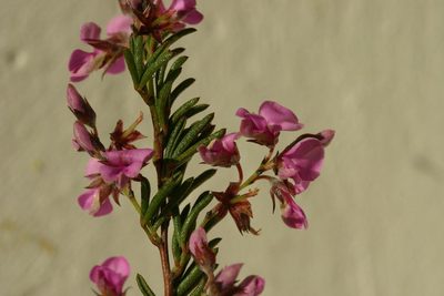 Indigofera concava, photographed by jillblignaut