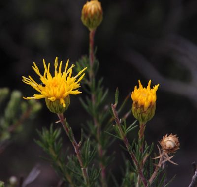 Pteronia camphorata, photographed by Tony Rebelo