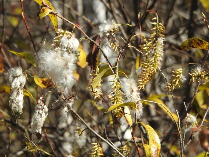Salix pseudopentandra, photographed by Анна Васильченко